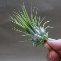 スタッフ特選】デュラティ 2頭CL XXLサイズ | air-plants TENGU-DO