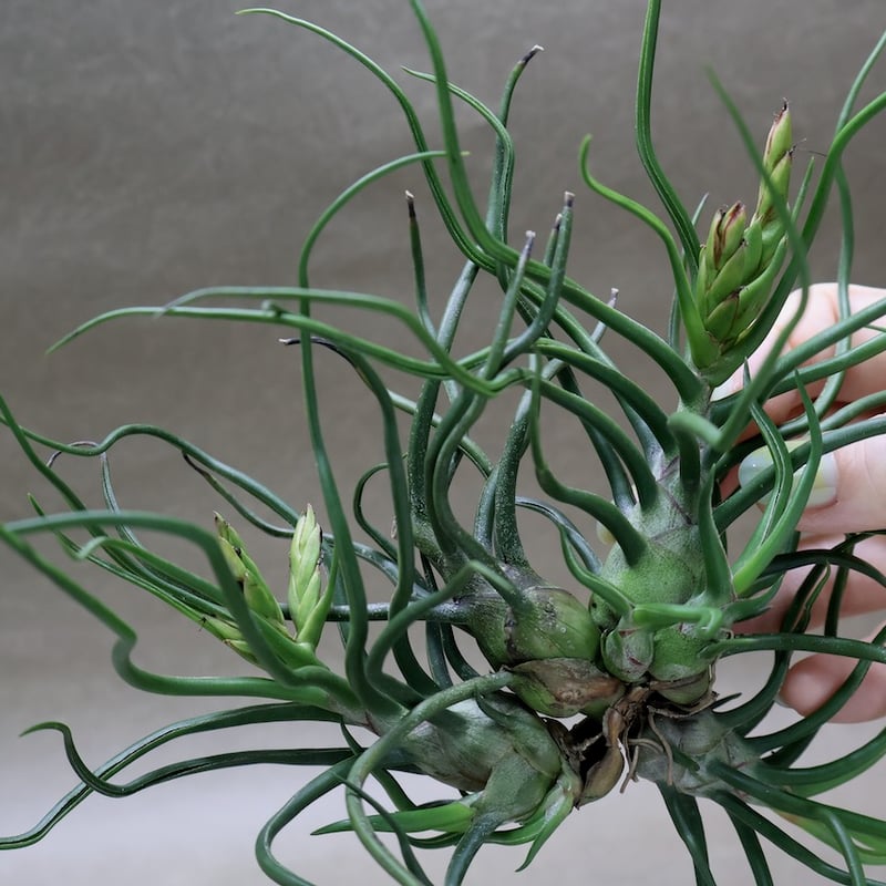 ブルボーサ クランプ 30号 | air-plants TENGU-DO