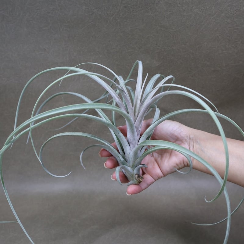 エクセルタxカピタータ ドミンゲンシス 11号 | air-plants TENGU-DO