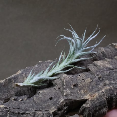 CATEGORY エアープランツ（ティランジア） | air-plants TENGU-DO