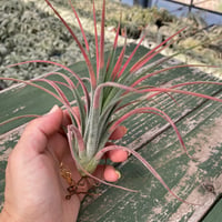 キセログラフィカ × イオナンタバンハイニンギー 07号 | air-plants