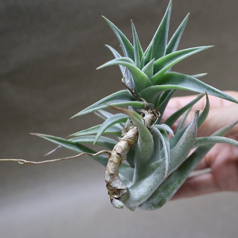 エディシアエ 72号 | air-plants TENGU-DO