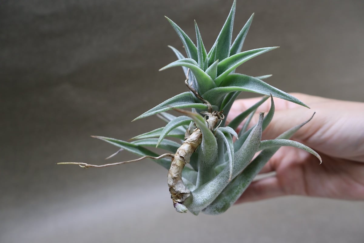 エディシアエ 72号 | air-plants TENGU-DO