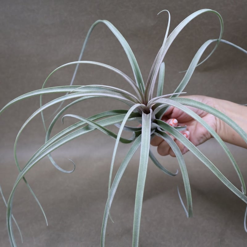 チランジア カピタータ ドミンゲンシス 特大株 板付き エクセルタxカピタータ ドミンゲンシス 11号 | air-plants TENGU-DO