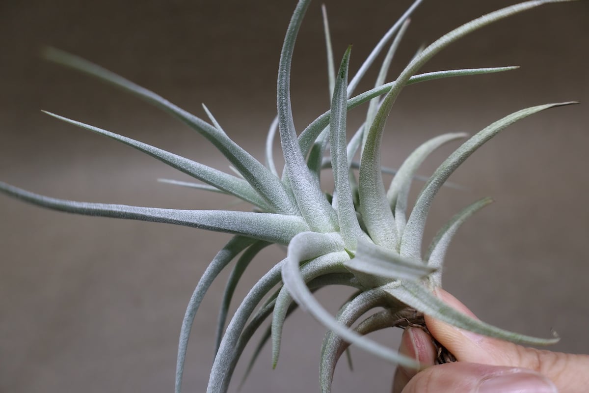 ストリクタ エンジェルホワイト 07号 | air-plants TENGU-DO