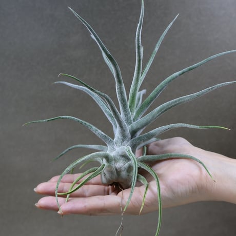 CATEGORY 交配種 | air-plants TENGU-DO