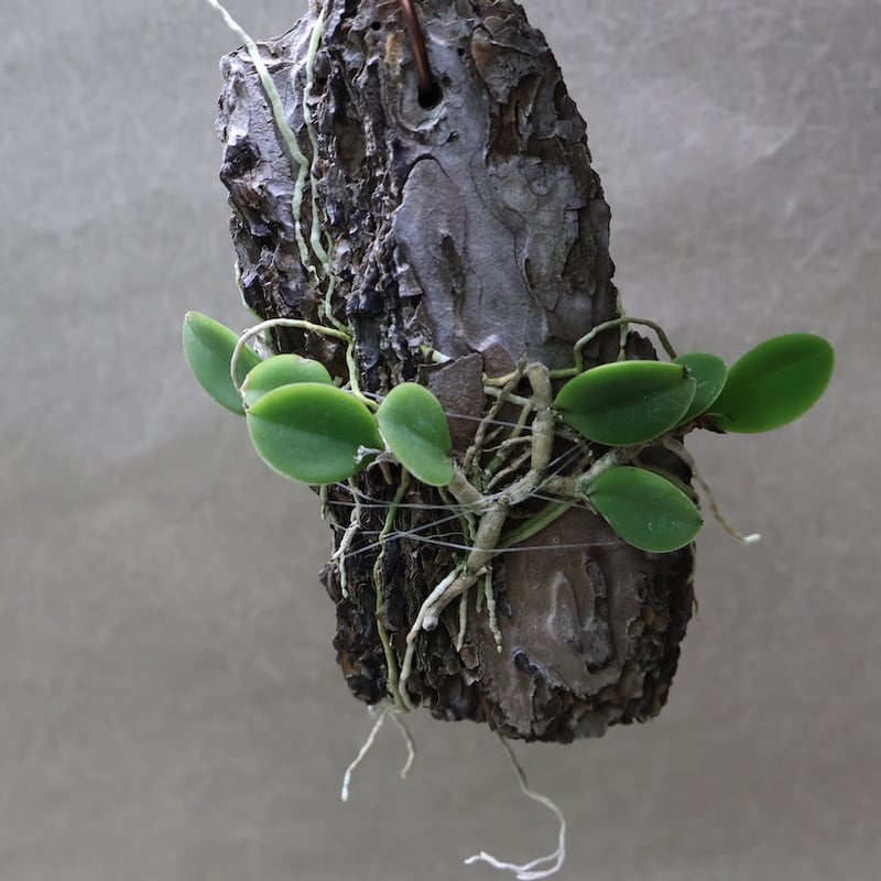 メイラキリウム トリナスタム 05号 | air-plants TENGU-DO