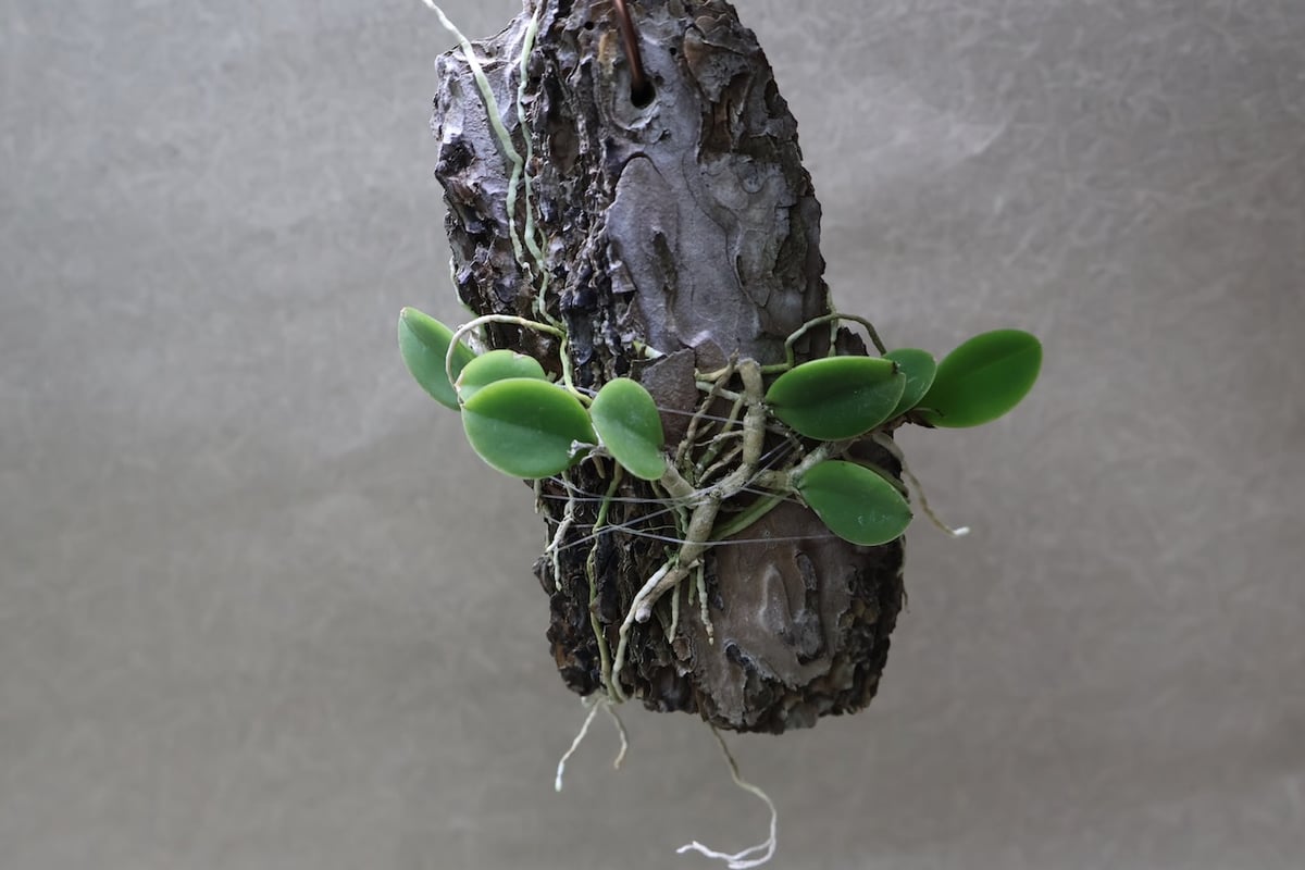 メイラキリウム トリナスタム 05号 | air-plants TENGU-DO