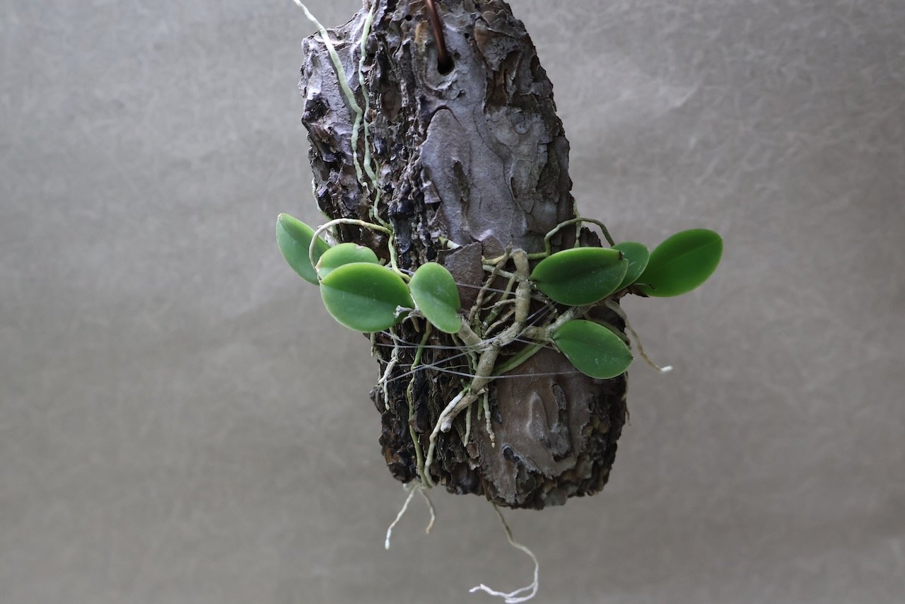 メイラキリウム トリナスタム 05号 | air-plants TENGU-DO