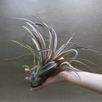 ラブノット（カピタータ×ストレプトフィラ）84号 | air-plants TENGU-DO