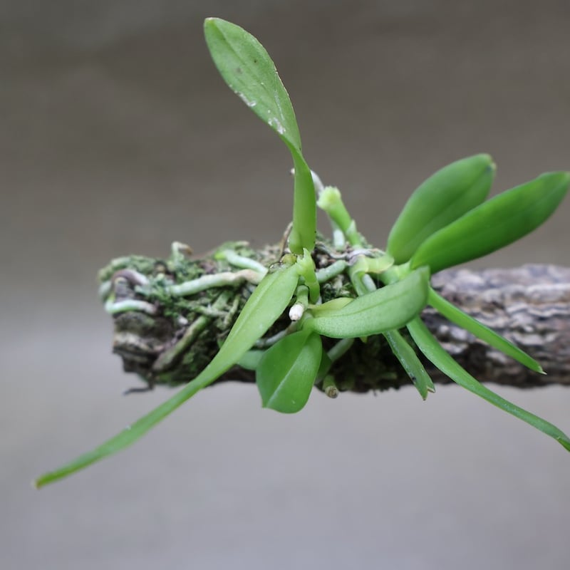 カシノキラン 65号 | air-plants TENGU-DO