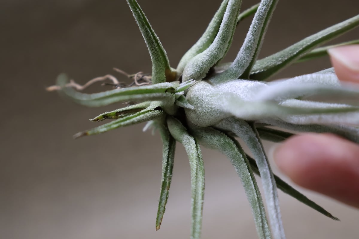 エーレルシアナ 51号 | air-plants TENGU-DO