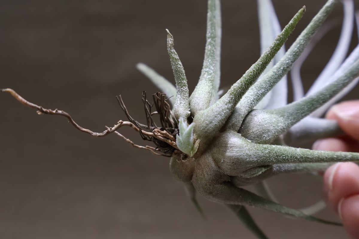エーレルシアナ 51号 | air-plants TENGU-DO