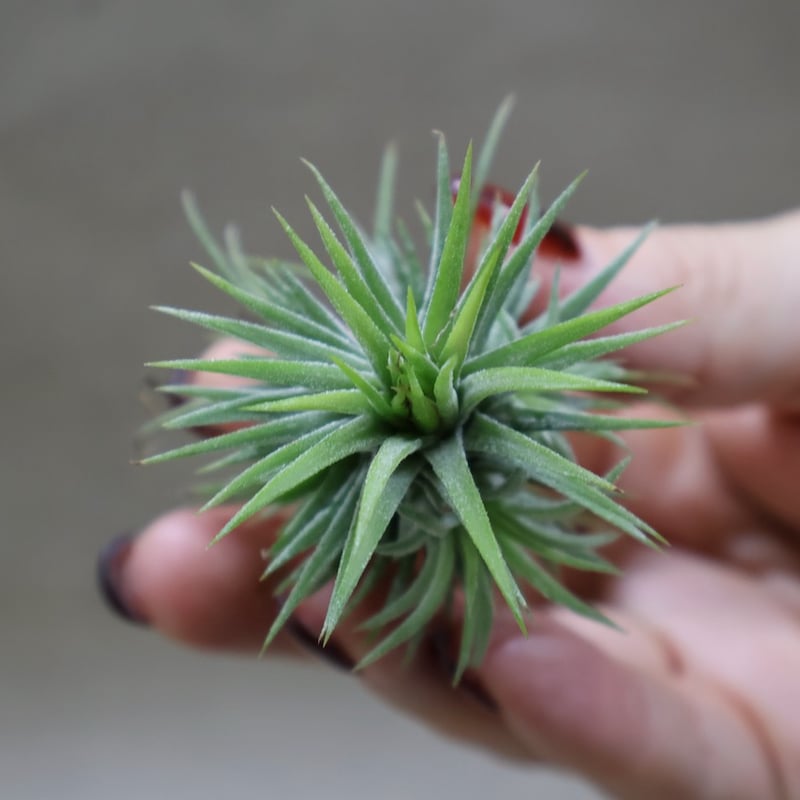 イオナンタ プレアデス 72号 | air-plants TENGU-DO