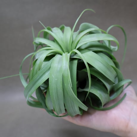 CATEGORY エアープランツ（ティランジア） | air-plants TENGU-DO