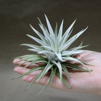 ストレプトフィラ ロングリーフ 24号 | air-plants TENGU-DO