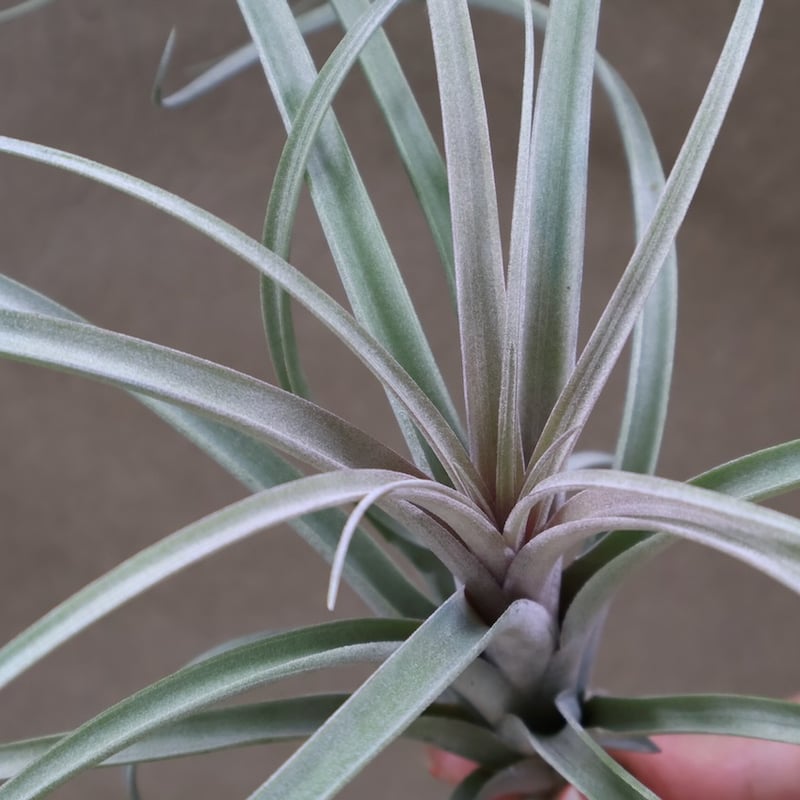 エクセルタxカピタータ ドミンゲンシス 11号 | air-plants TENGU-DO