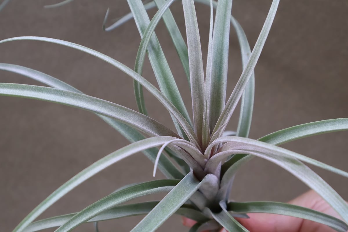 エクセルタxカピタータ ドミンゲンシス 11号 | air-plants TENGU-DO