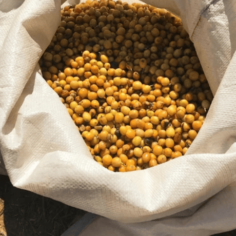 BRAZIL〈イエローブルボン〉 <中深煎りの深> 100g