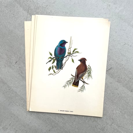PAJAROS DE MEXICO / MEXICAN BIRDS
