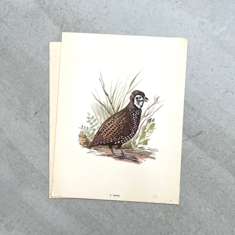 PAJAROS DE MEXICO / MEXICAN BIRDS