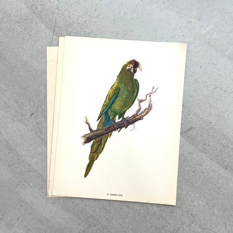PAJAROS DE MEXICO / MEXICAN BIRDS