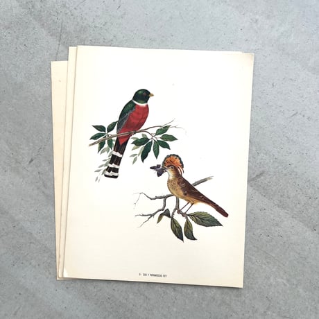 PAJAROS DE MEXICO / MEXICAN BIRDS