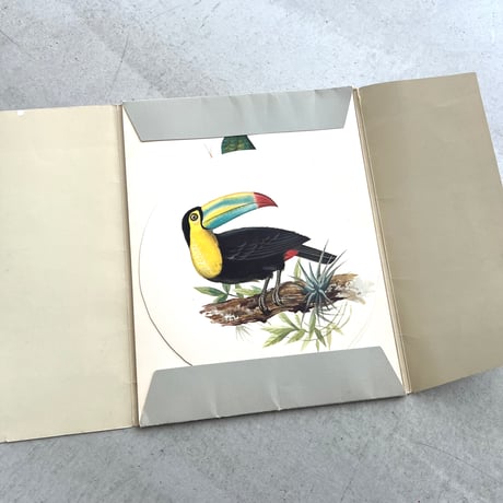 PAJAROS DE MEXICO / MEXICAN BIRDS
