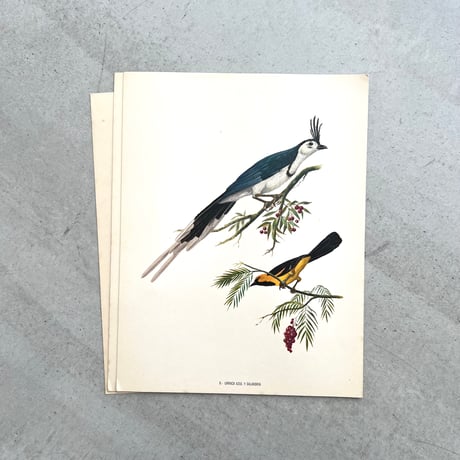 PAJAROS DE MEXICO / MEXICAN BIRDS