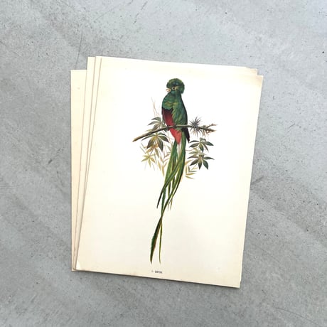 PAJAROS DE MEXICO / MEXICAN BIRDS