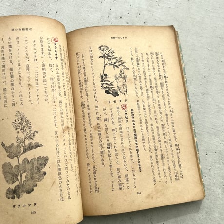おもしろい植物