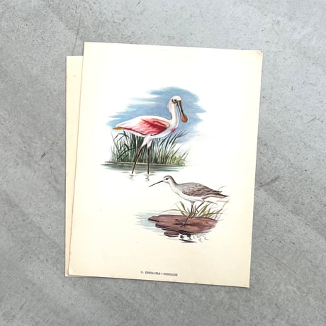 PAJAROS DE MEXICO / MEXICAN BIRDS