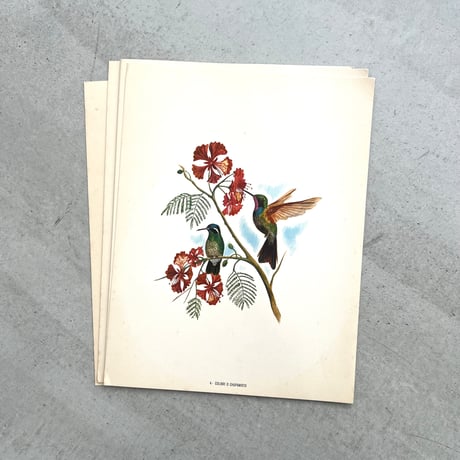 PAJAROS DE MEXICO / MEXICAN BIRDS