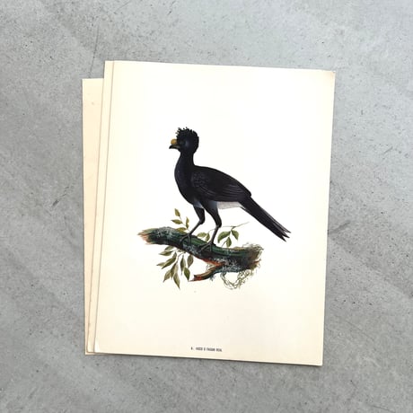 PAJAROS DE MEXICO / MEXICAN BIRDS