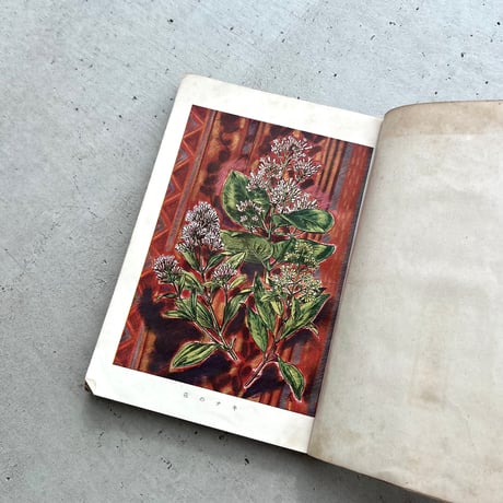 おもしろい植物