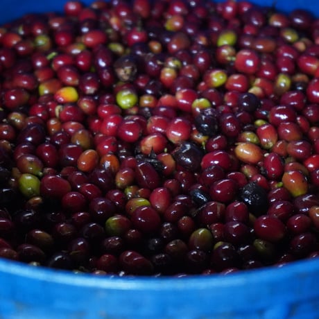 【数量限定】100g コロンビア エルディビソAJi & Sudan Lot “Fruit Forward Berry Natural” 浅煎り