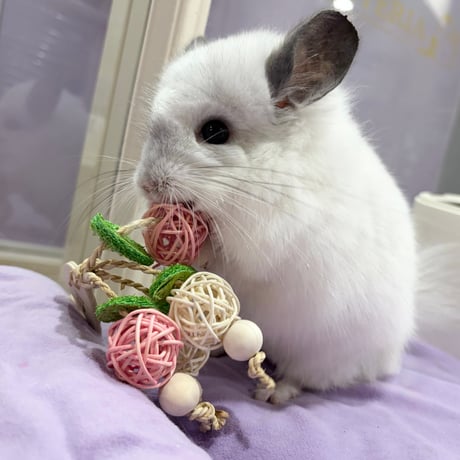 バードトイ フルーツ