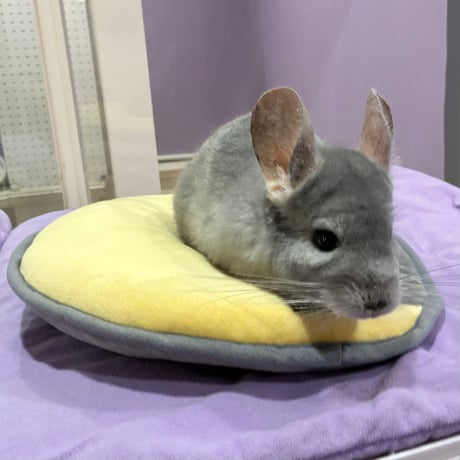 月と星のクッションマット