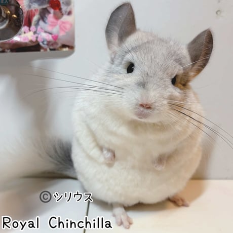 Royal Chinchilla Online Shop