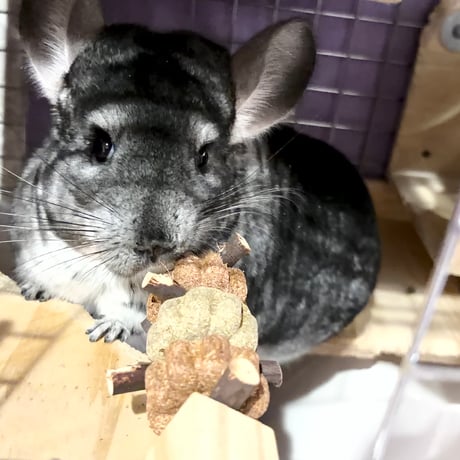 チモシートイ スティック