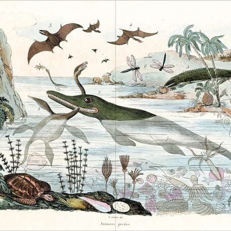『ゲランのフランス博物画集』dubhe