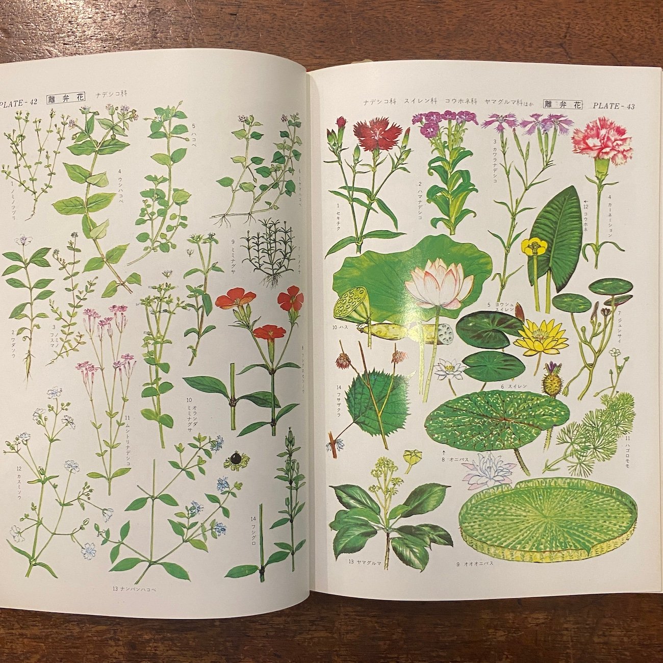 原色植物図鑑 日本百科大事典別冊」 | Frobergue online store