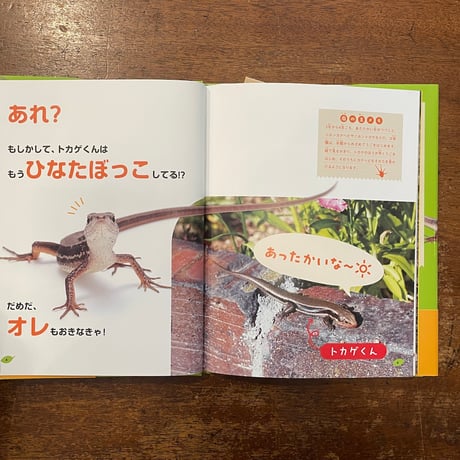 「オレはカナヘビ　オレの庭」松橋利光