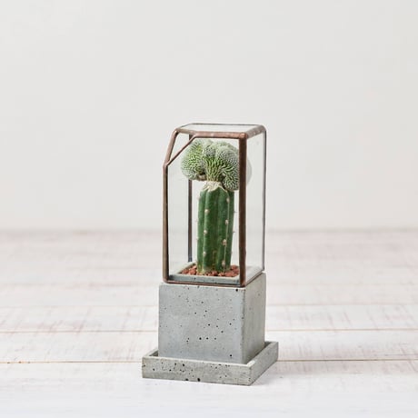 カクタス | STORES