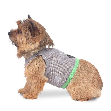 【即納】　Country dogⓇ Mesh Crop Top_Gray