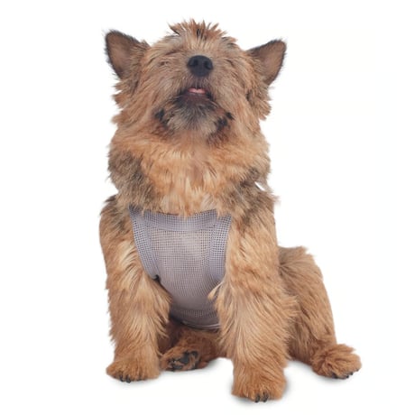 【即納】　Country dogⓇ Mesh Crop Top_Gray