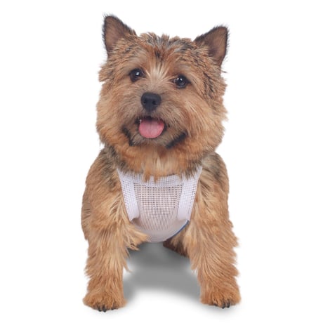【即納】　Country dogⓇ Mesh Crop Top_White