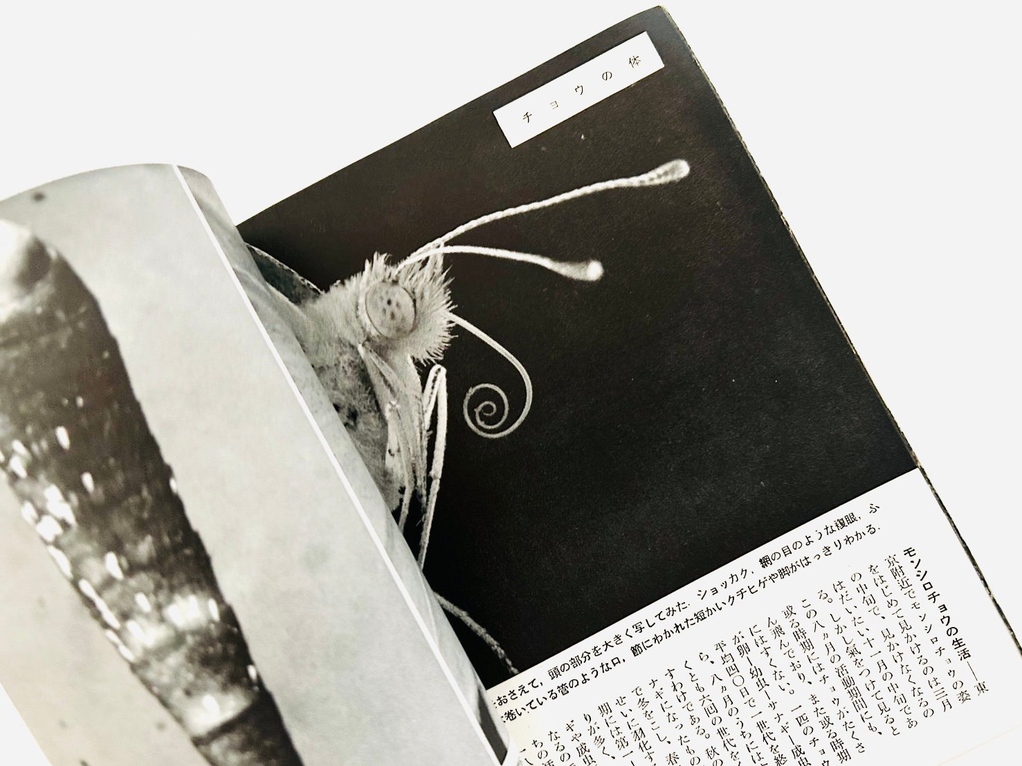 岩波写真文庫 蝶の一生 | 誠光社 通信販売