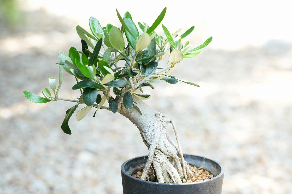 オリーブの木　ルッカ　オリーブ古木　オリーブ盆栽　塊根植物 コーデックス 盆栽 オリーブ ルッカ 根上がり | mana's farm:塊根植物・アガベ
