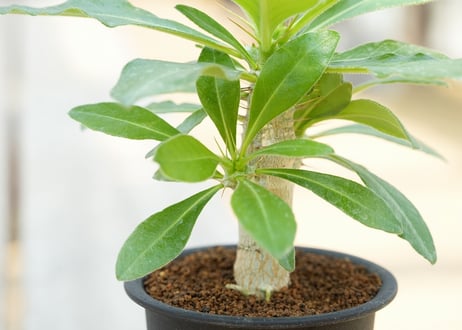 パキポディウム サウンデルシー